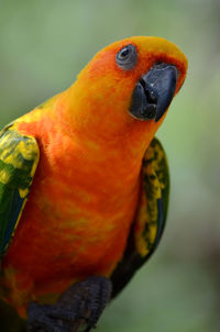 Close-up of parrot