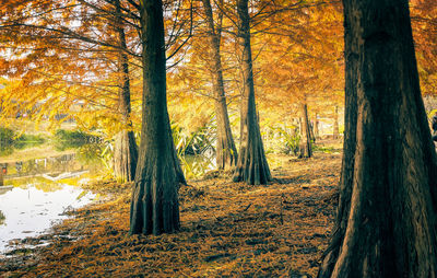 Trees in forest during autumn