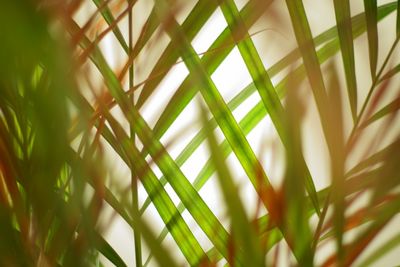 Close-up of plants