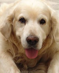Close-up portrait of dog sticking out tongue