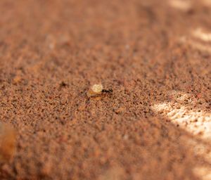 Close-up of ant on sand