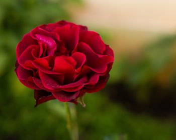 Close-up of red rose