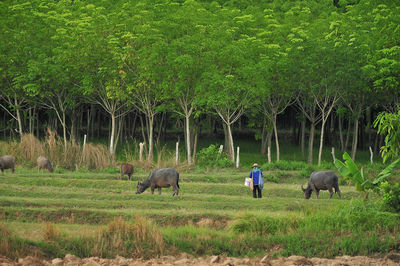 Sheep grazing in a field