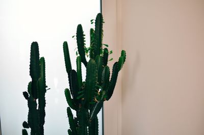 Close-up of cactus against clear sky