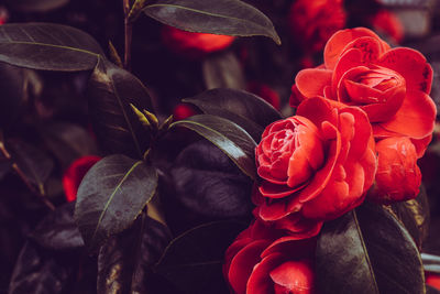 Close-up of red flowers