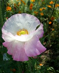 Close-up of pink flower