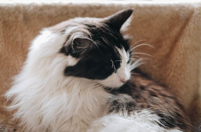 Close-up of a cat