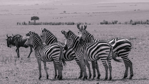 Zebras in a field