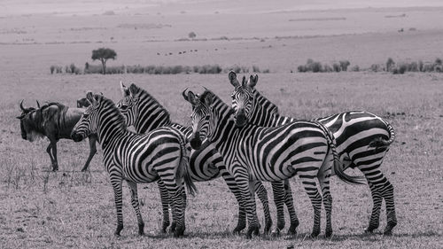 A herd of zebras in masai mara, in black and white