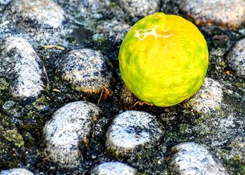 Close-up of fruit growing on rock