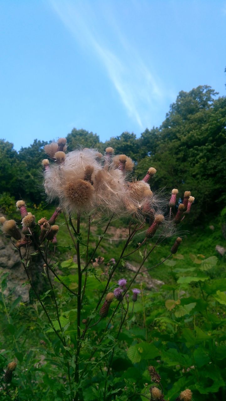 PEOPLE ON FLOWER PLANTS AGAINST SKY