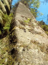 Low angle view of tree trunk against sky