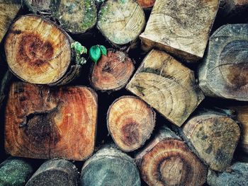 Full frame shot of logs in forest