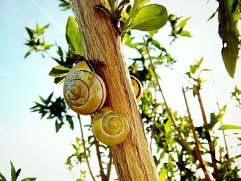 Low angle view of snail on tree