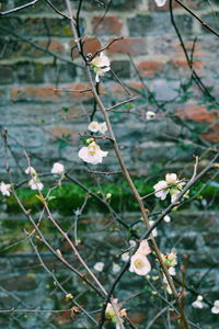 Close-up of white flowers blooming on tree