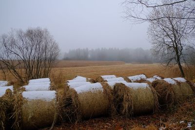 Bare trees on field against sky during winter