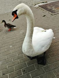 Close-up of swan swimming on lake