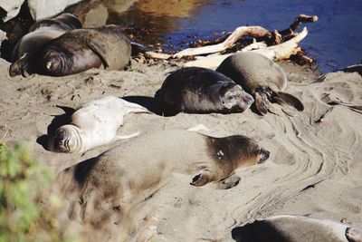 High angle view of seals on beach