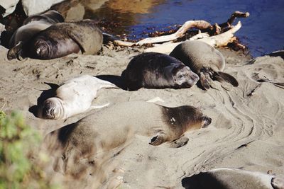 High angle view of sheep on beach