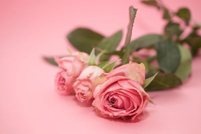 Close-up of pink rose on table