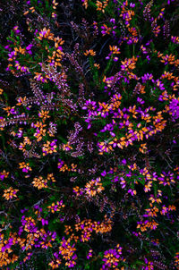 High angle view of pink flowering plants in garden