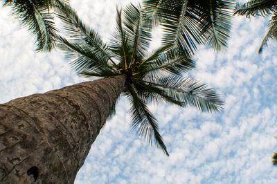 Palm tree seen from below