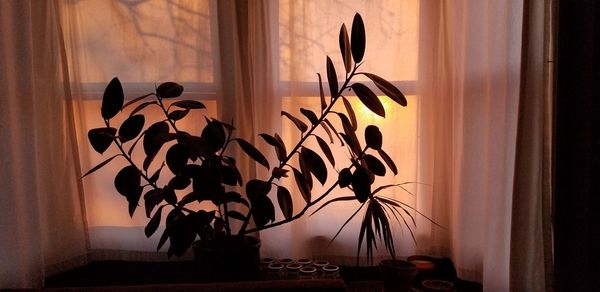 Close-up of potted plant by window at home