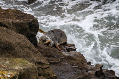 View of turtle on rock