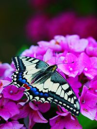 Close-up of butterfly pollinating on pink flower