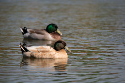 Mallard ducks swimming on a pond.