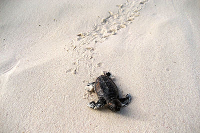 High angle view of crab on sand