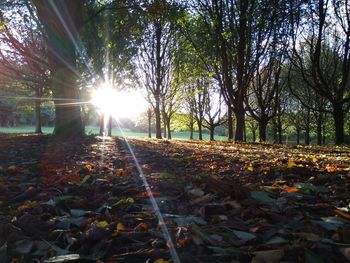 Sunlight streaming through trees in forest during autumn