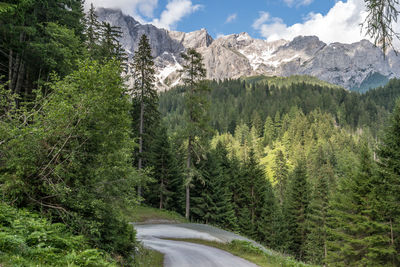 Dirt road amidst pine trees and mountains against sky