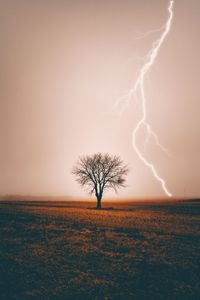 Bare tree on field against sky