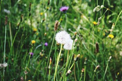 Close-up of white flowers blooming in field