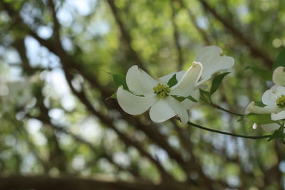 Close-up of white flowering plant