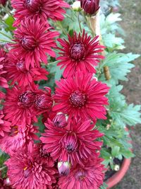 High angle view of pink flowering plants