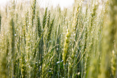 Green ears of barley with water drops after spraying water system close up at agricultural field. 