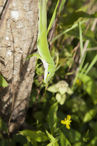 Close-up of lizard on leaf