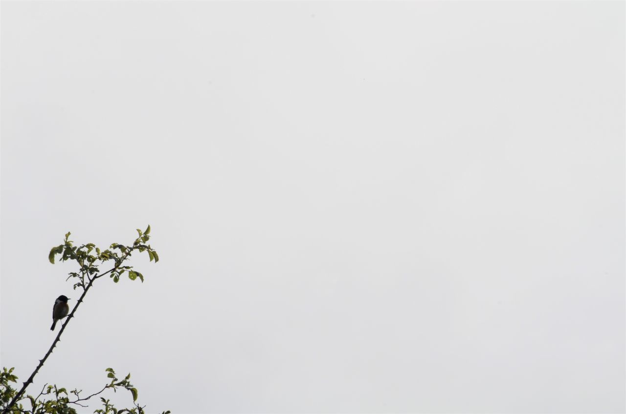 LOW ANGLE VIEW OF FLOWERING PLANT AGAINST SKY