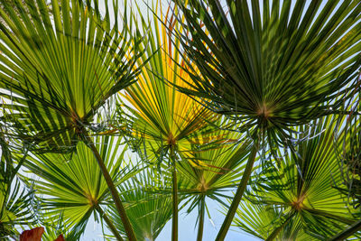 Low angle view of palm leaves 