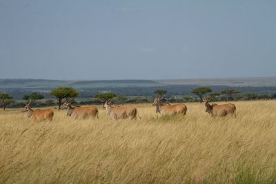 Elands on the plains of kenya