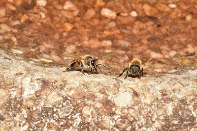 Close-up of insect on rock