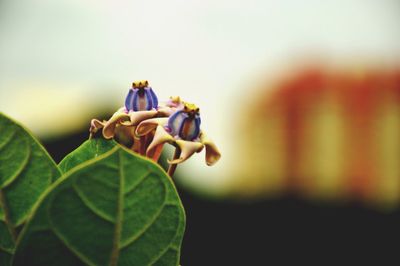 Close-up of flowers blooming outdoors