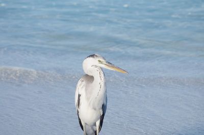 Wild sea bird in maldives