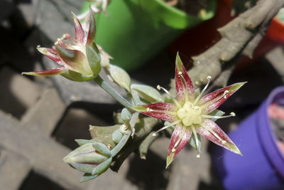 Close-up of pink flower blooming outdoors