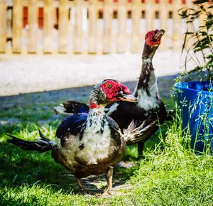 Close-up of hen