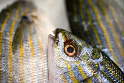 Close-up of lizard