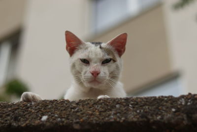 Close-up of a cat behind a wall