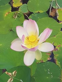 Close-up of lotus water lily in lake